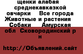 щенки алабая ( среднекавказкой овчарки) - Все города Животные и растения » Собаки   . Амурская обл.,Сковородинский р-н